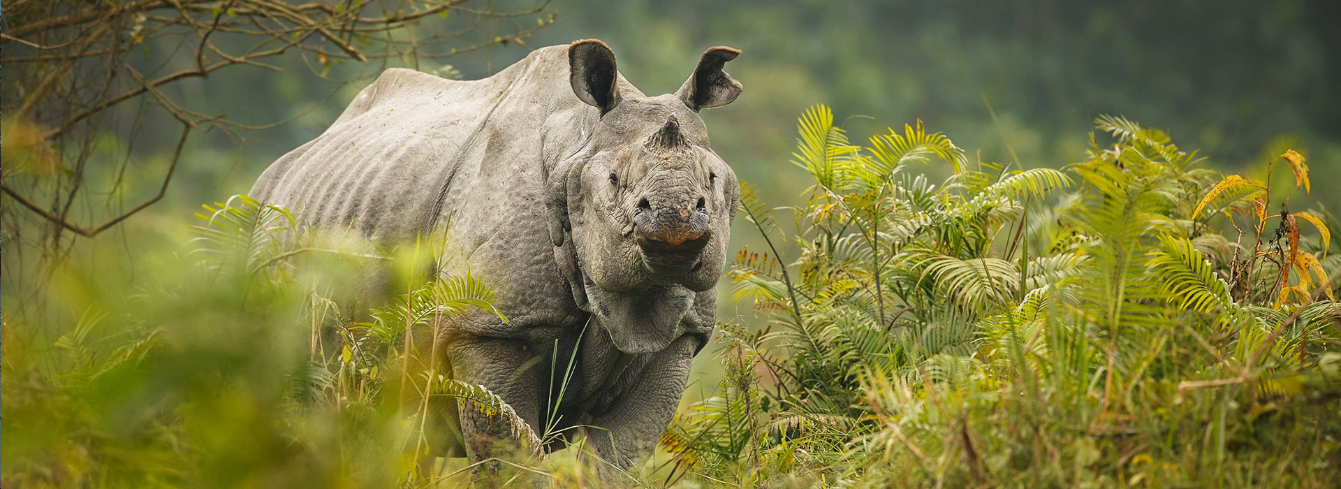 Assam 
